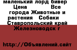 маленький лорд бивер › Цена ­ 10 000 - Все города Животные и растения » Собаки   . Ставропольский край,Железноводск г.